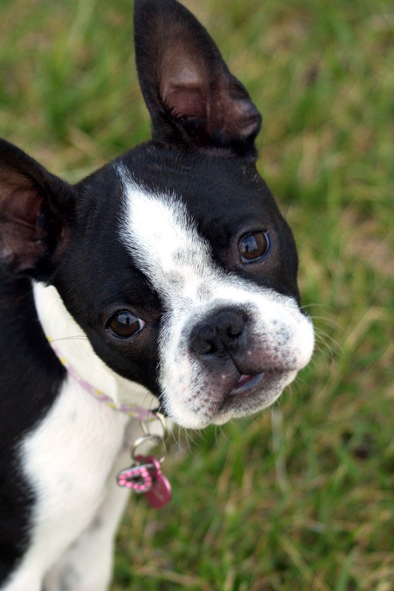 Wallpaper Boston Terrier, Puppy, Face, Surprise, Walk - Funny French ...