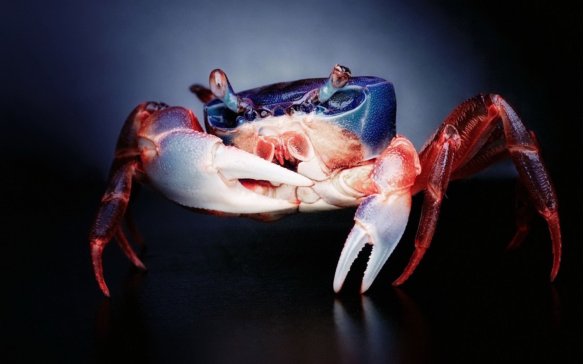 Blue Crab - HD Wallpaper 