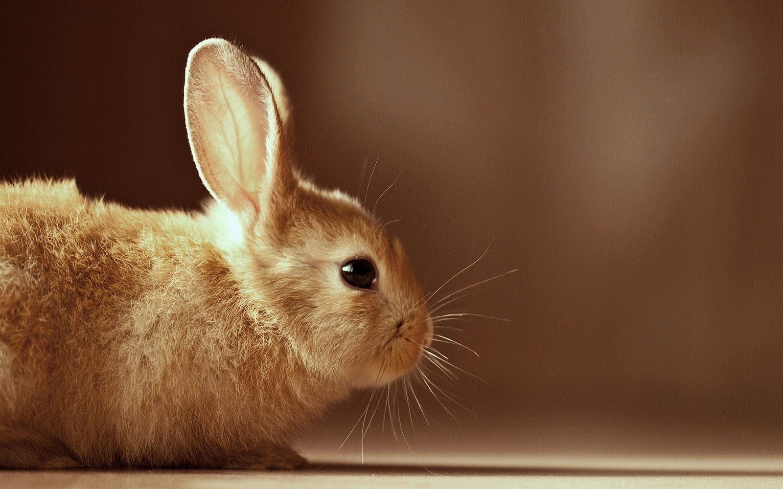 Laptop Wallpaper Rabbit - 1600x1000 Wallpaper - teahub.io