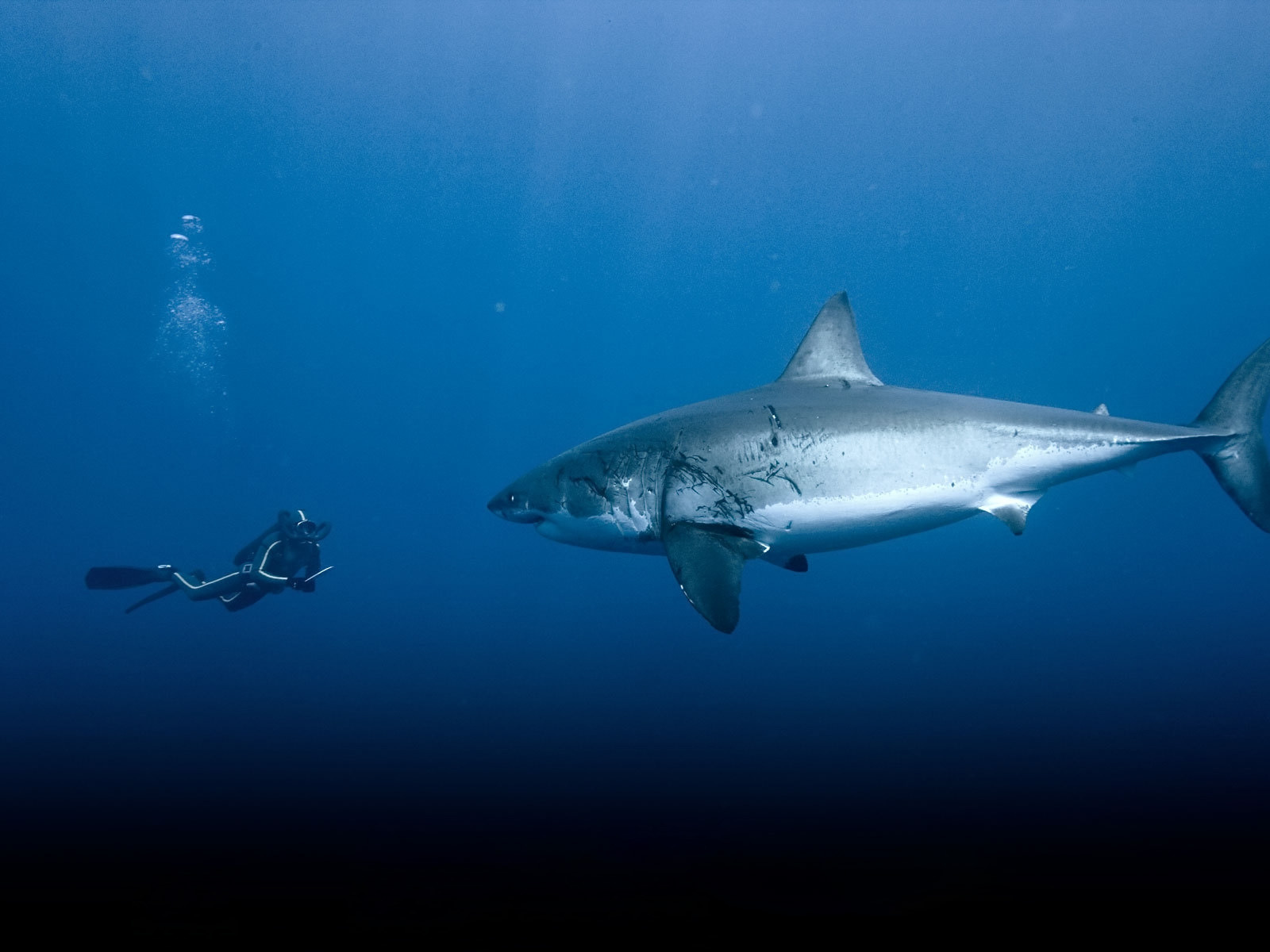 Shark And Man Size - HD Wallpaper 