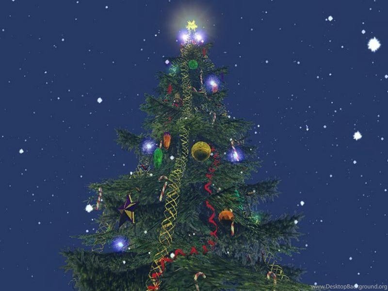 Christmas Tree - 800x600 Wallpaper - teahub.io