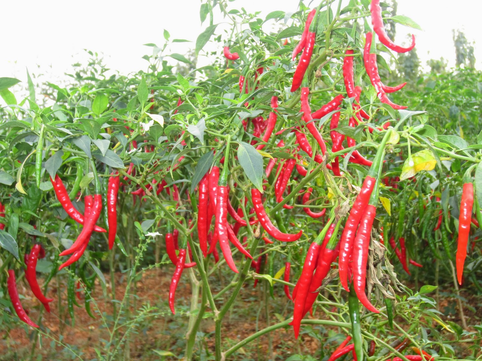 Chilli Farming In Kenya - 1600x1200 Wallpaper - teahub.io