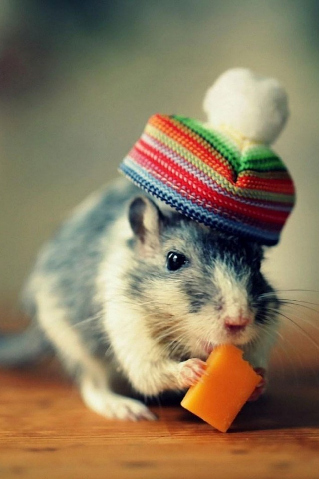 Funny Gerbil - HD Wallpaper 