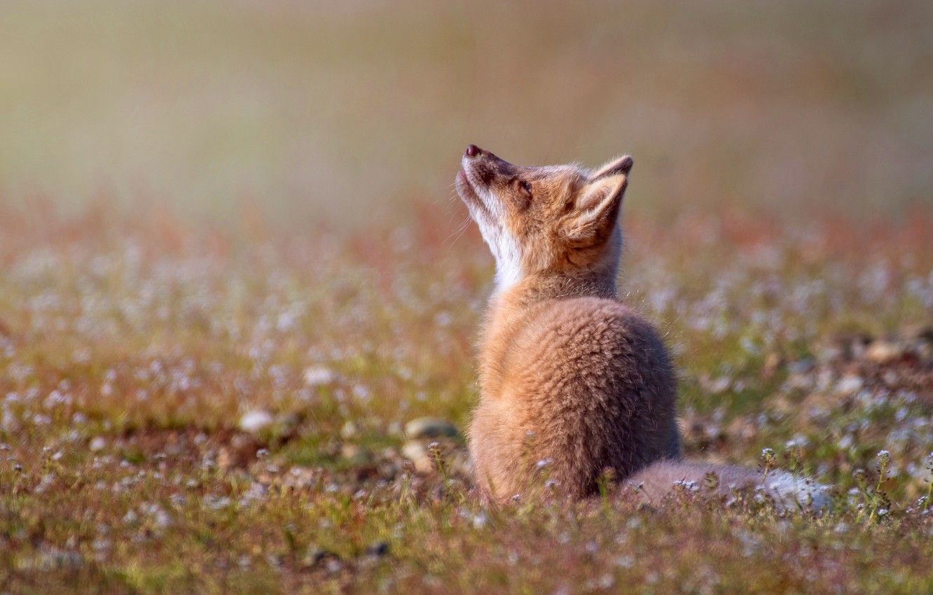 Photo Wallpaper Look, Pose, Baby, Red, Fox, Sitting, - Baby Fox Looking ...