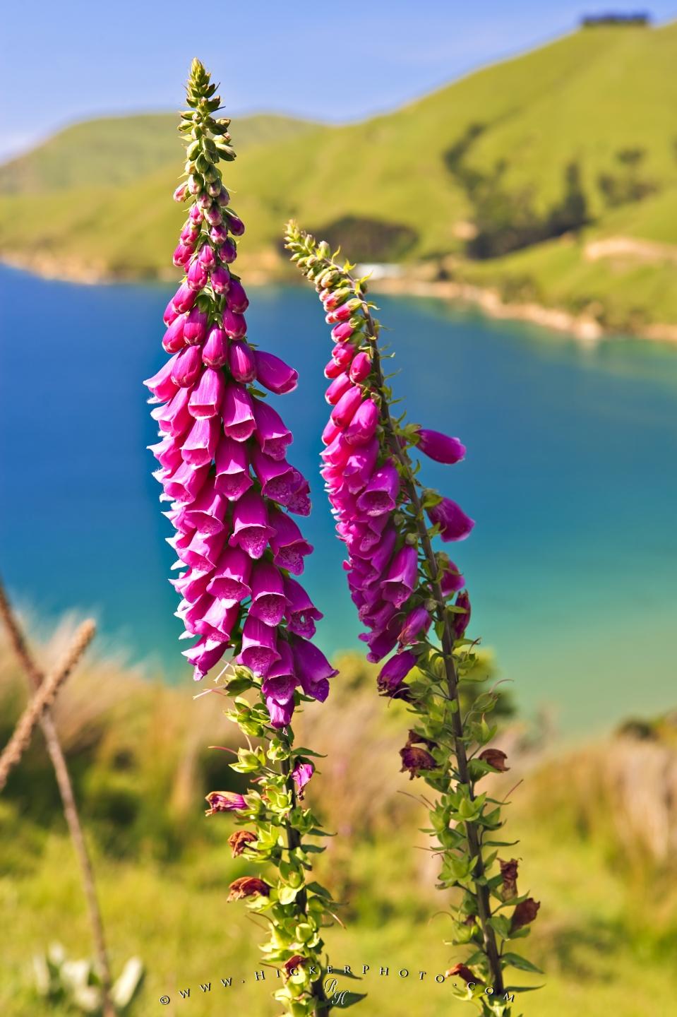 Photo Foxglove Flower Pictures - Foxglove Flower - 959x1440 Wallpaper