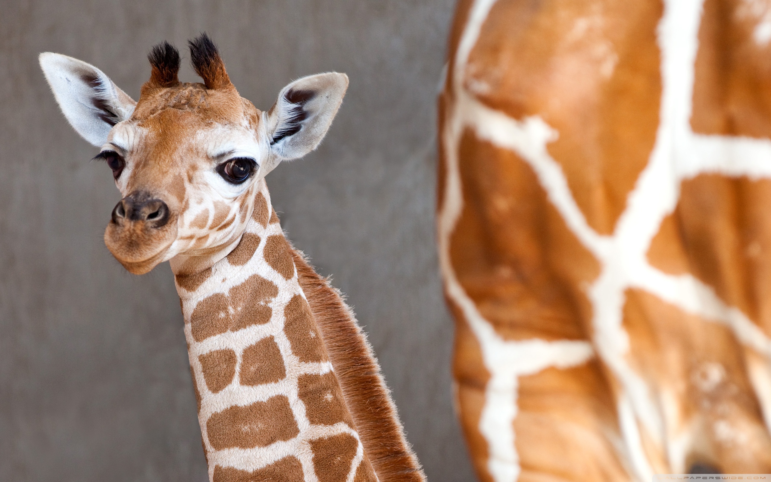 Baby Giraffe 2560x1600 Wallpaper Teahub Io