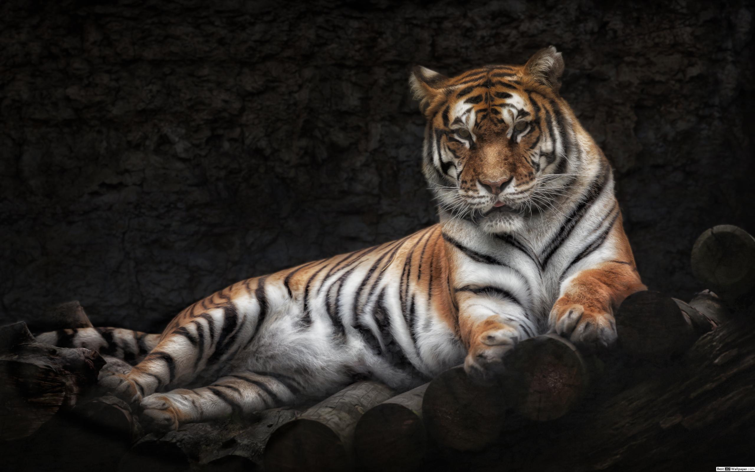 Tiger - 2560x1600 Wallpaper - teahub.io