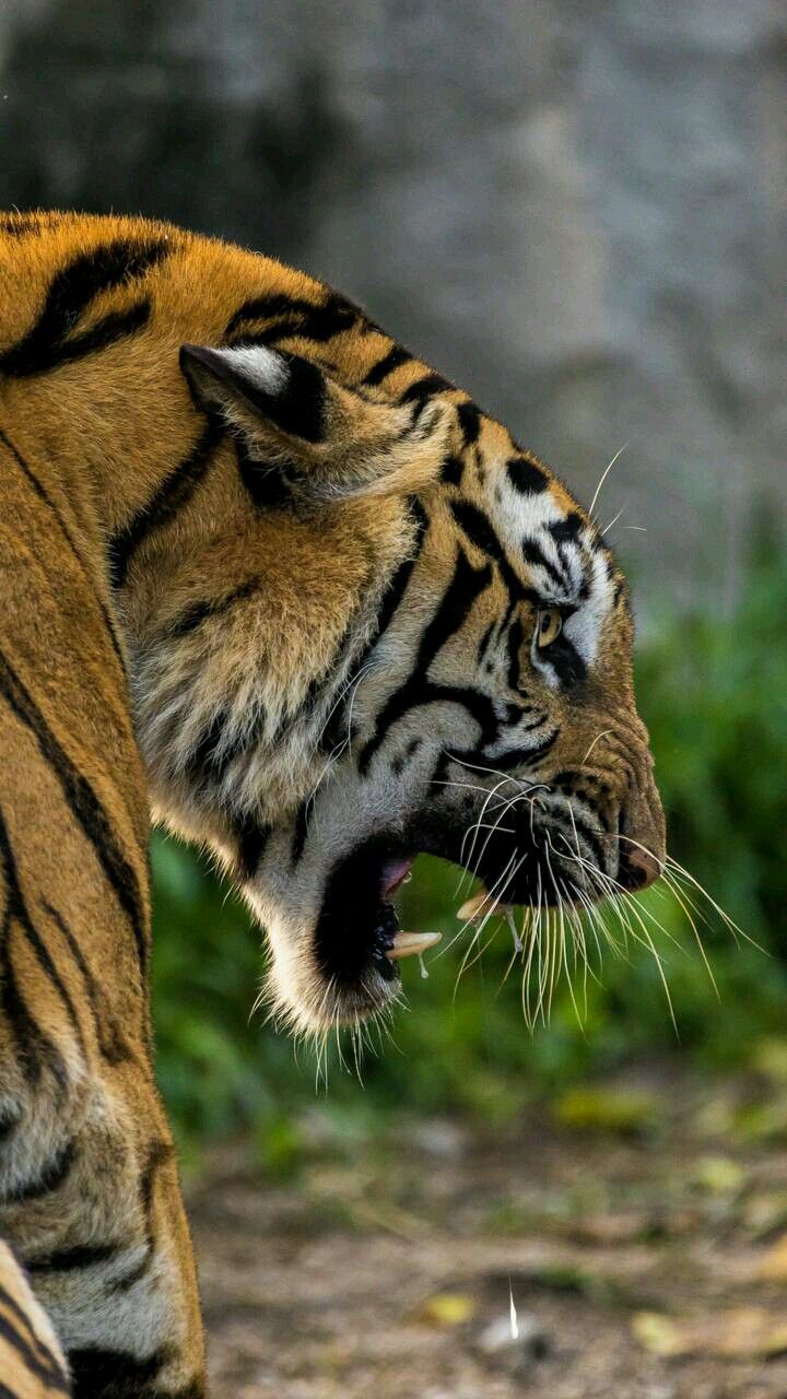 Tiger Growling Profile - HD Wallpaper 