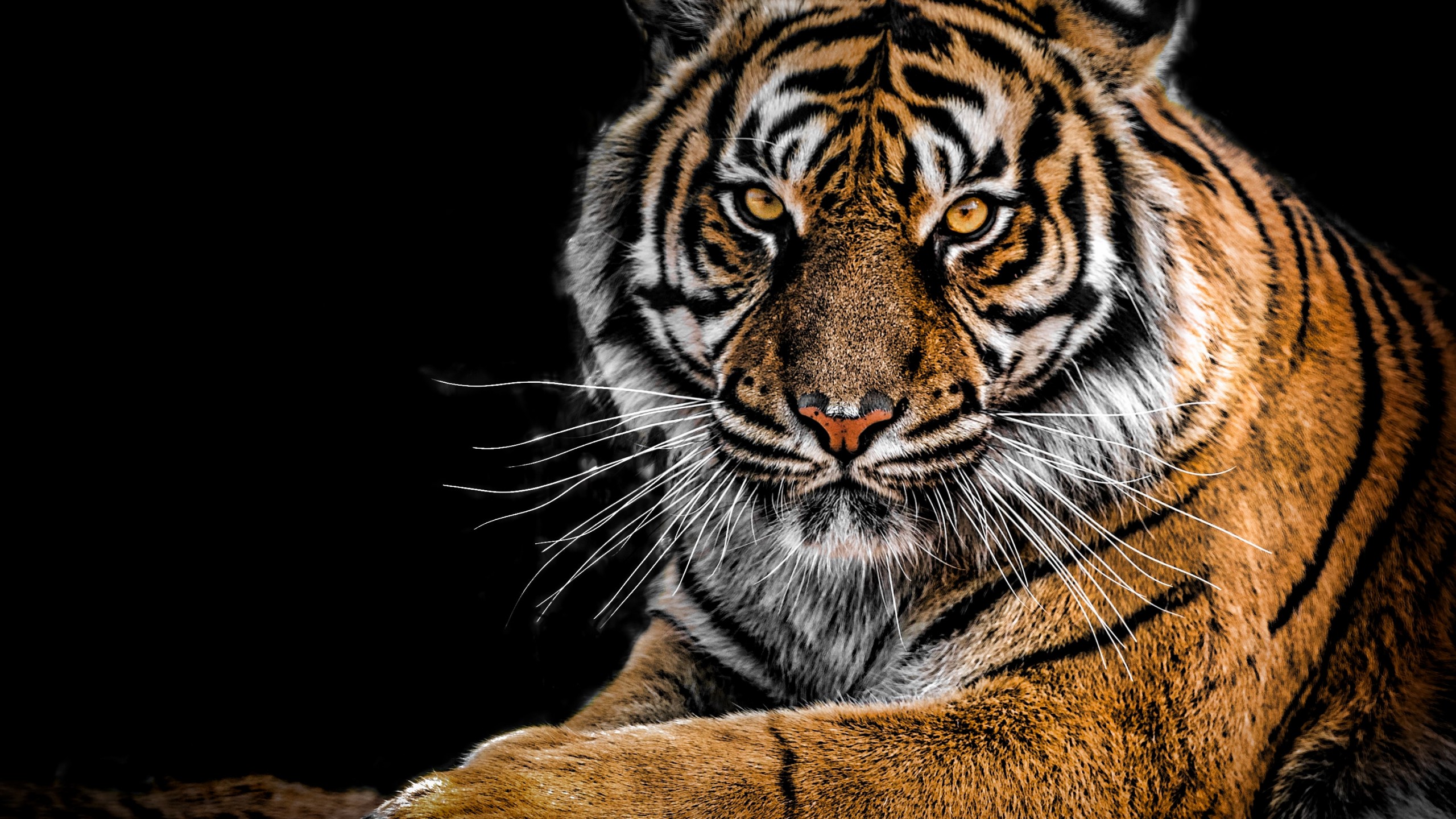 Tiger Staring - HD Wallpaper 