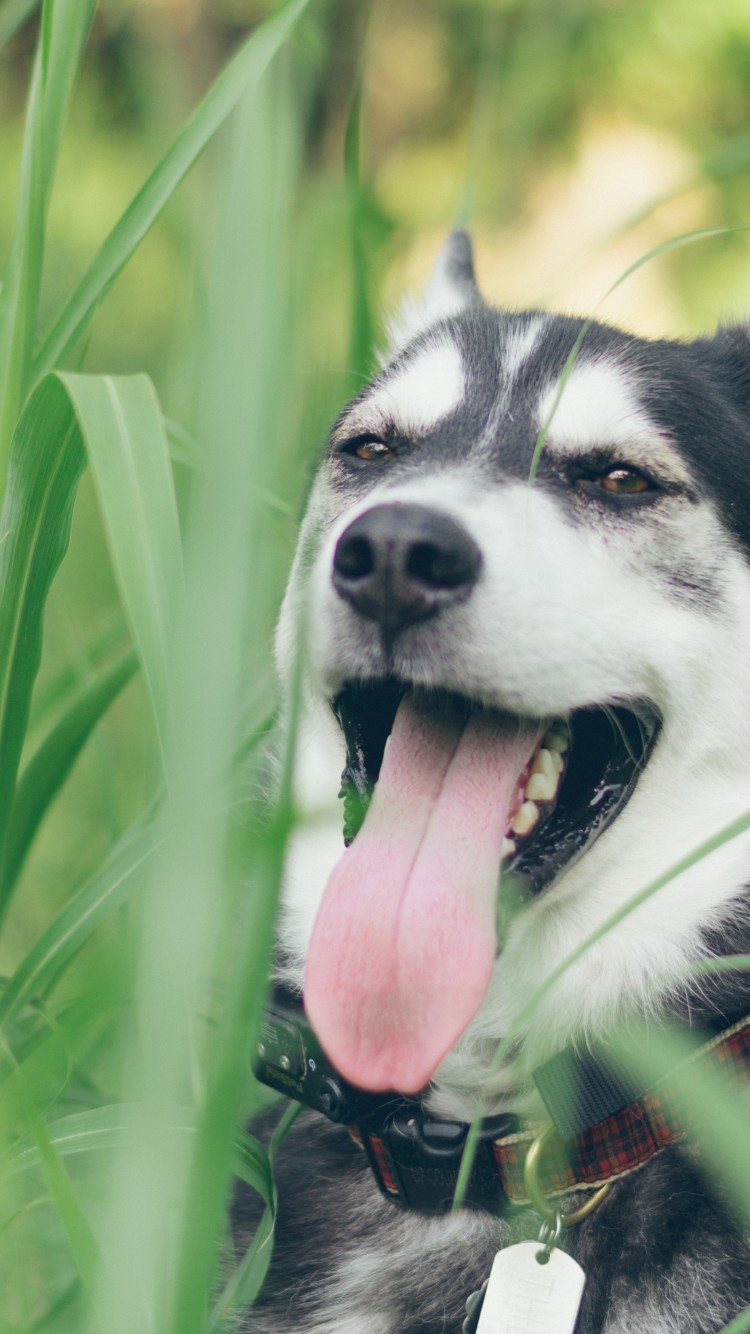 Download Husky, Long Tongue, Weird, Plants, Dogs - Teahub.io