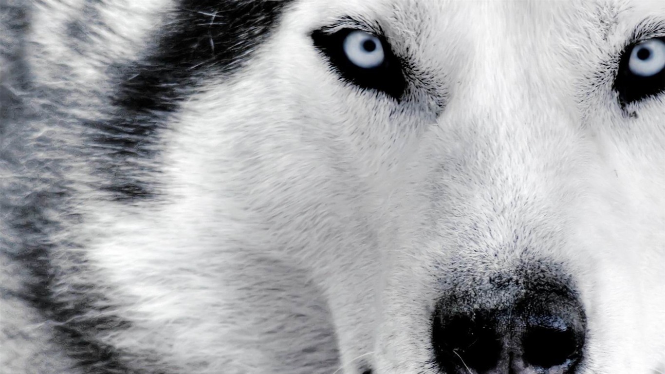 Husky Up Dog Photo Wallpaper12 Husky Dog Wallpaper Mac 1366x768 Wallpaper Teahub Io