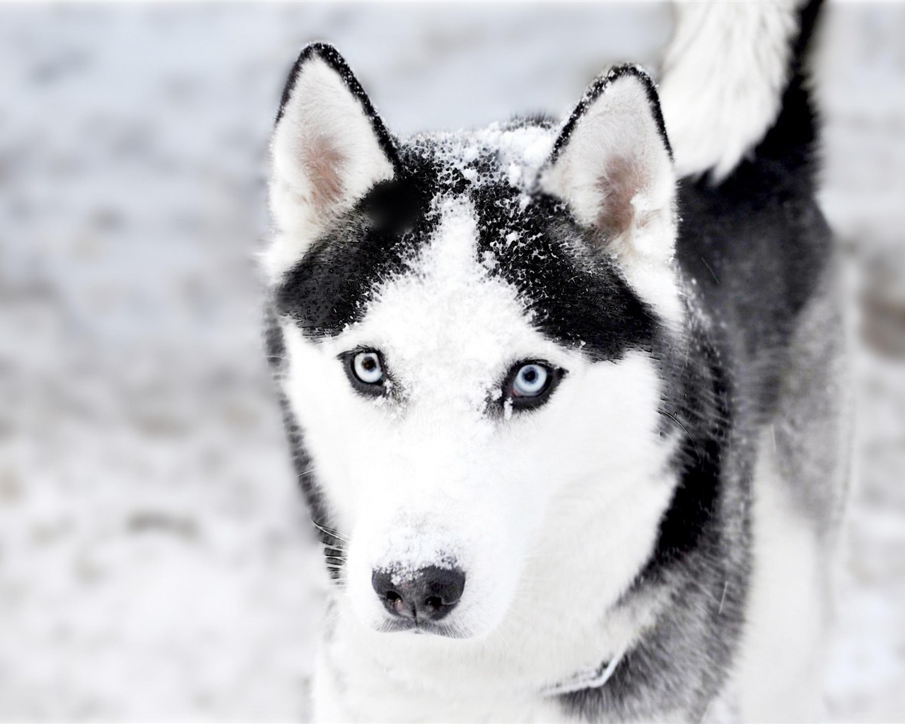 Tapeta Husky - HD Wallpaper 