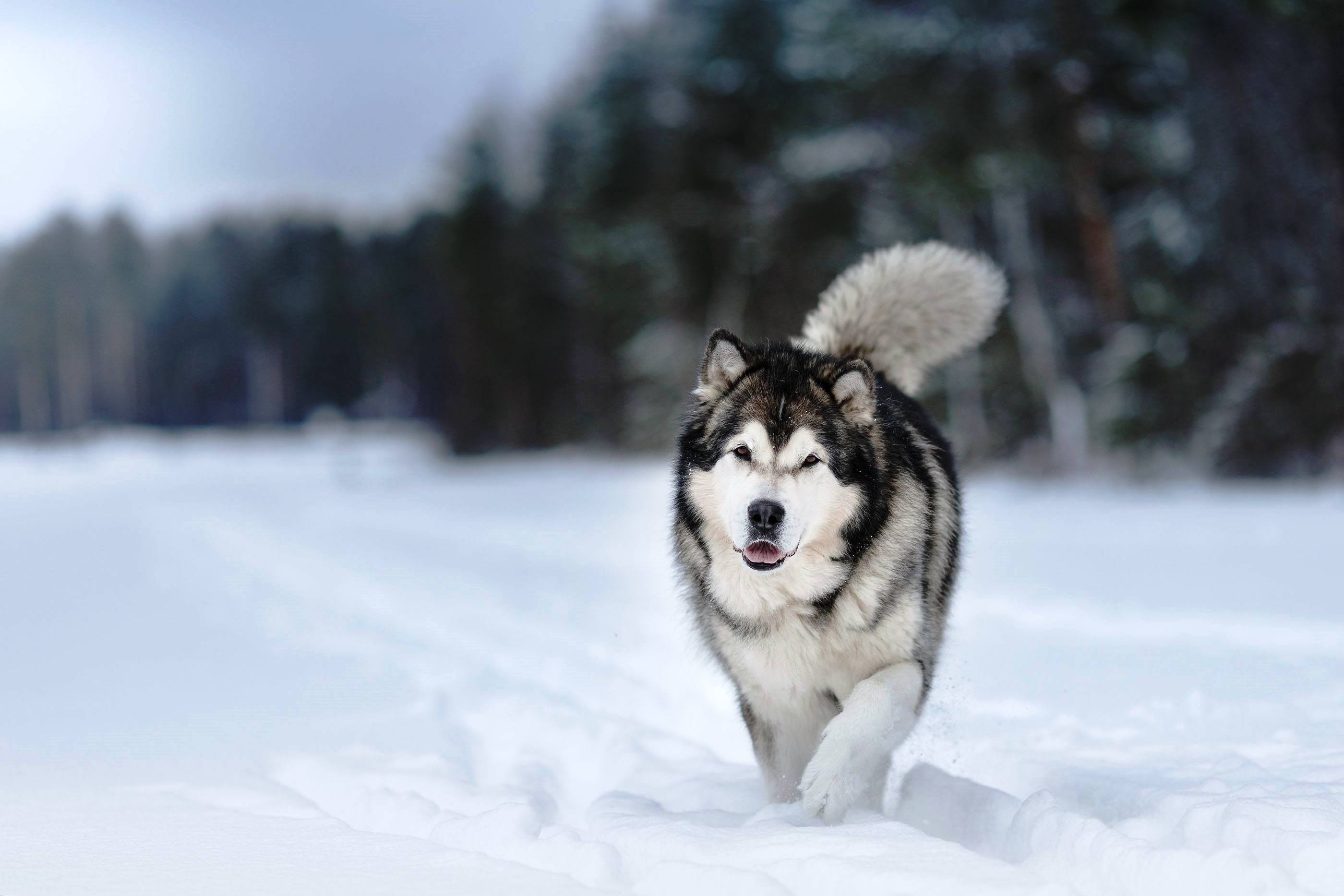 Siberian Husky Hd Wallpaper - 2800x1867 Wallpaper - teahub.io