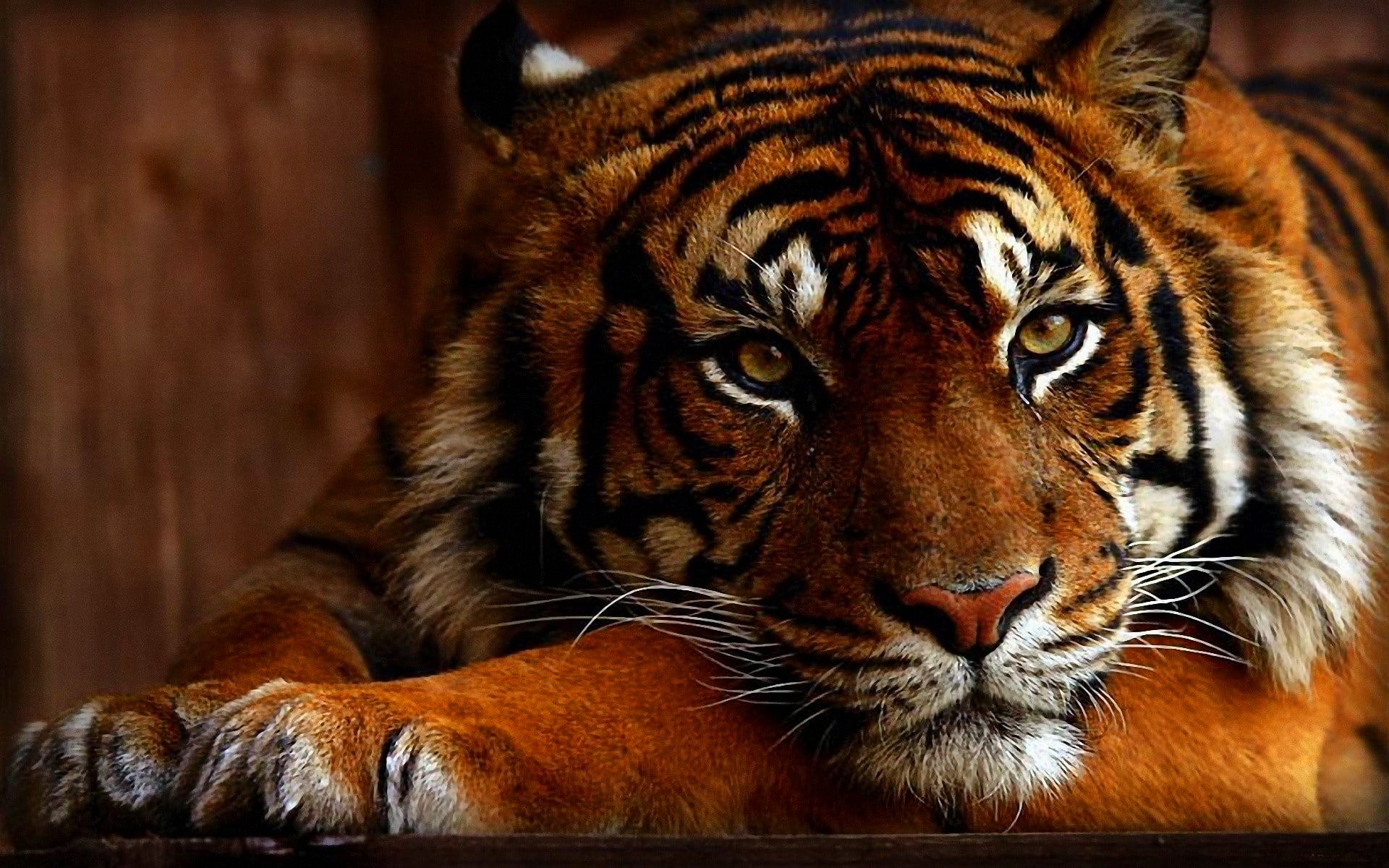 Tigre Fond D Ecran 19x10 Wallpaper Teahub Io