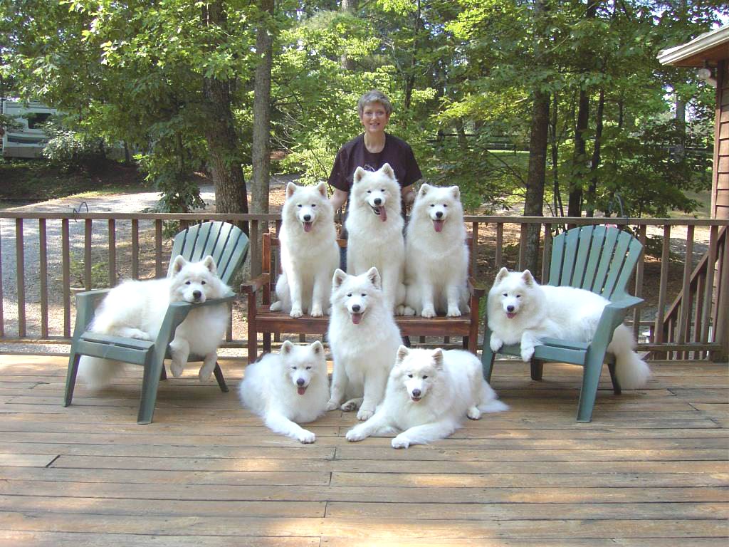 Crazy Dog Lady Meme 1024x768 Wallpaper