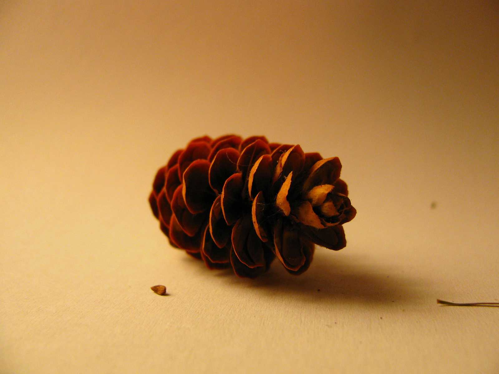 Fresh Pinecones - Conifer Cone - HD Wallpaper 