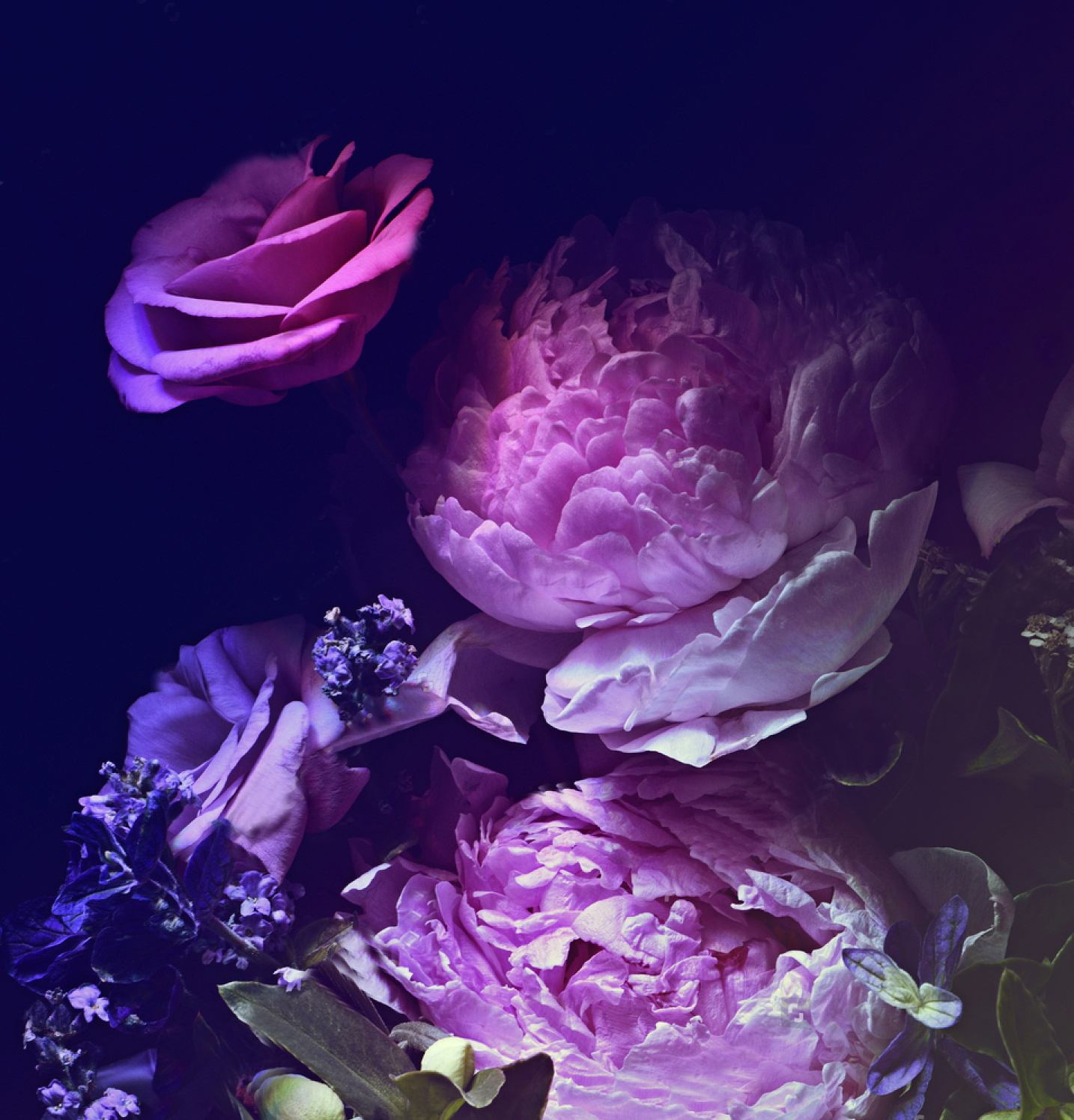 Purple Peony - 1434x1495 Wallpaper 