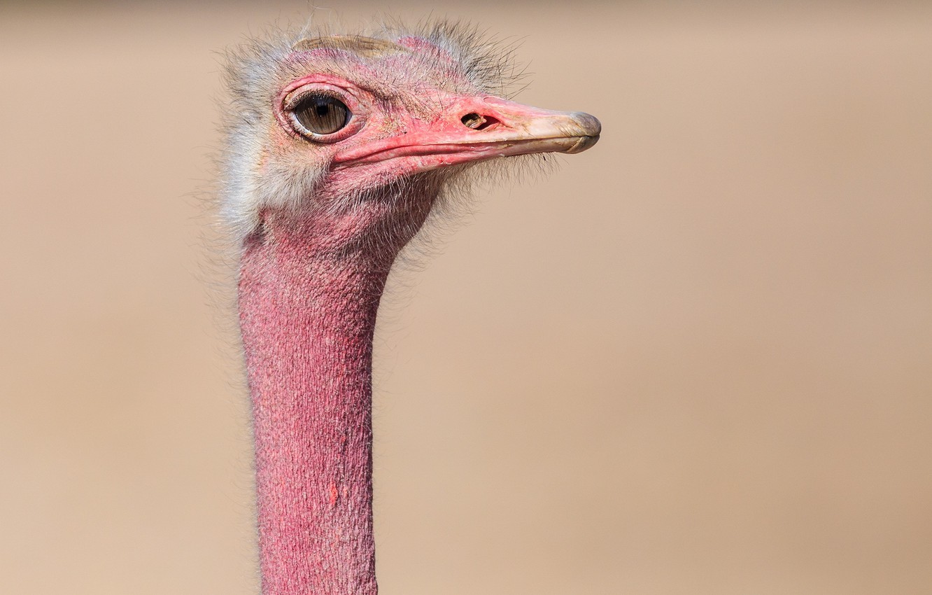 Photo Wallpaper Background, Bird, Ostrich - Ostrich - HD Wallpaper 