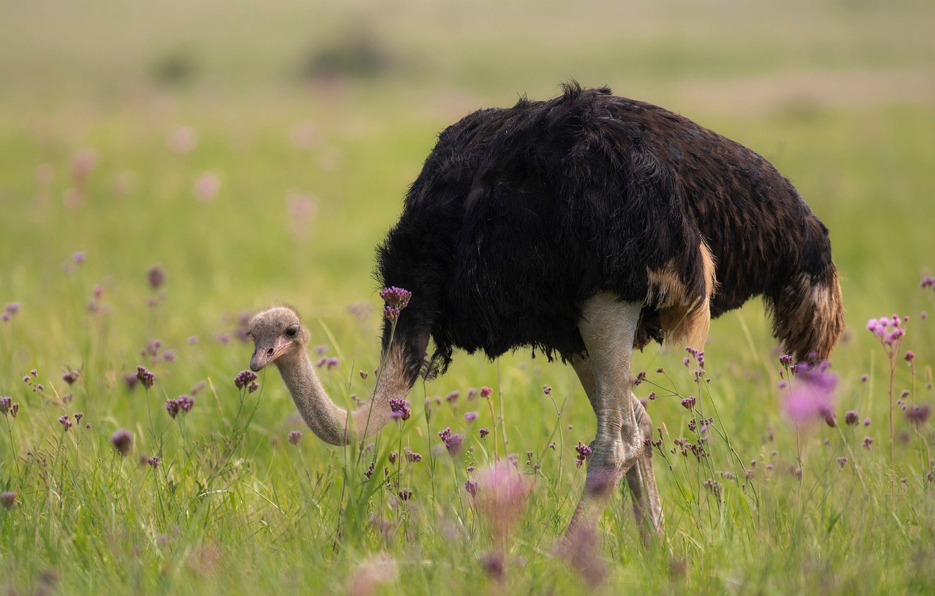 Photo Wallpaper Grass, Flowers, Pose, Bird, Feet, Glade, - Ostrich - HD Wallpaper 