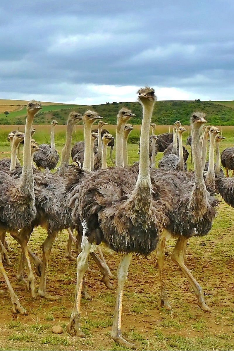 Wallpaper Ostriches, Africa, Birds, Grass - Emu - HD Wallpaper 