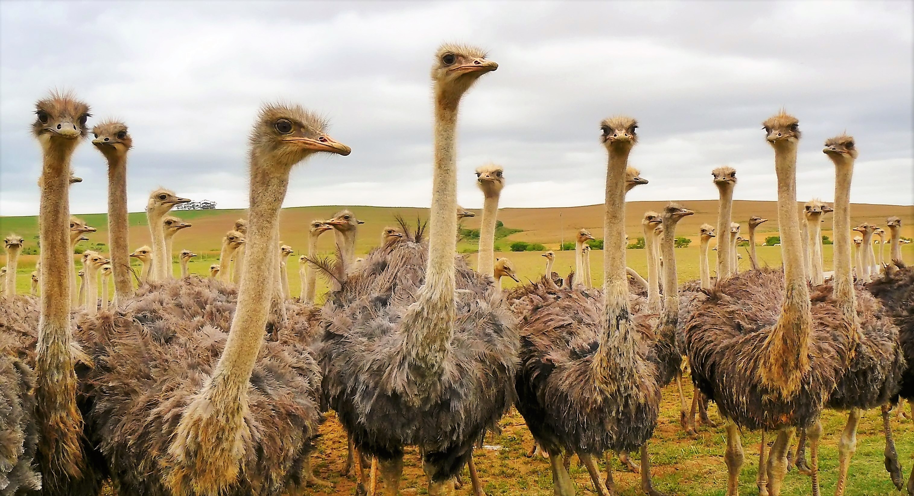 Wild Ostrich - HD Wallpaper 