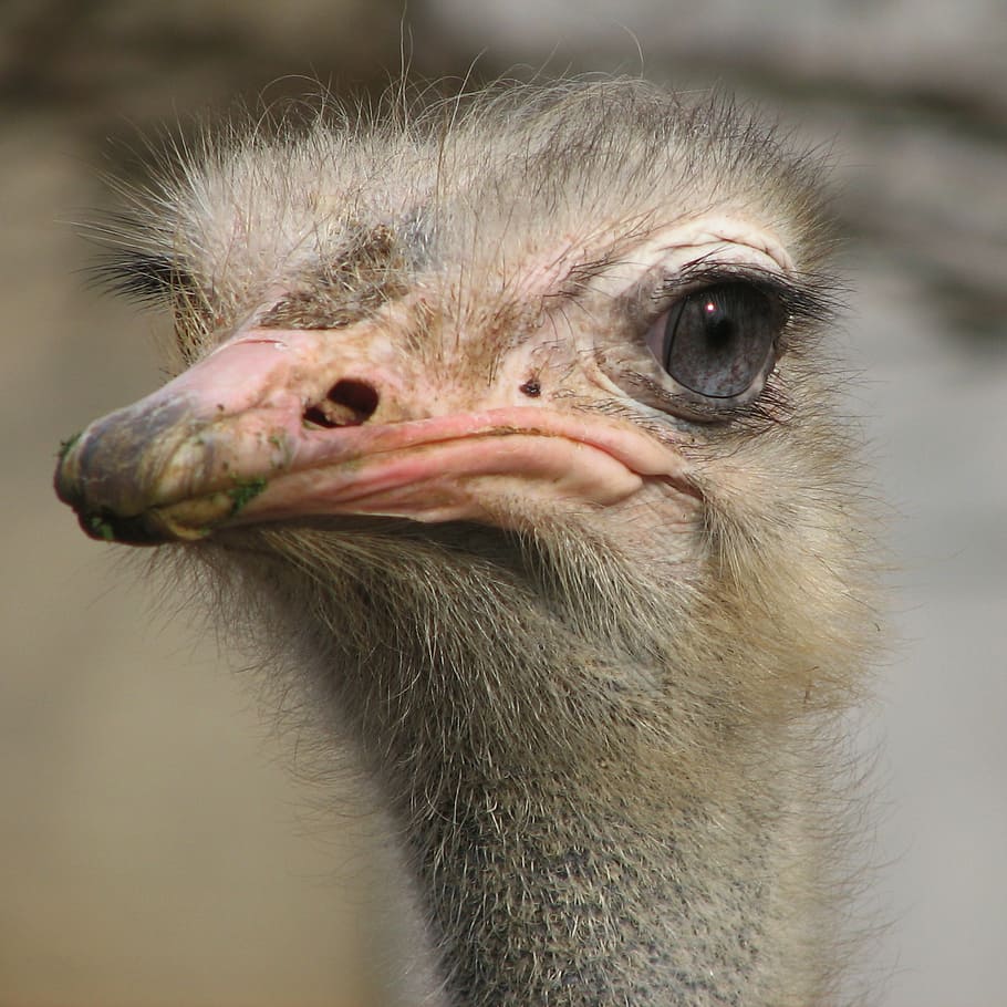 Bird, Animal, Ostrich, Creature, Large, Cute, Ostriches, - Ostrich Cute - HD Wallpaper 