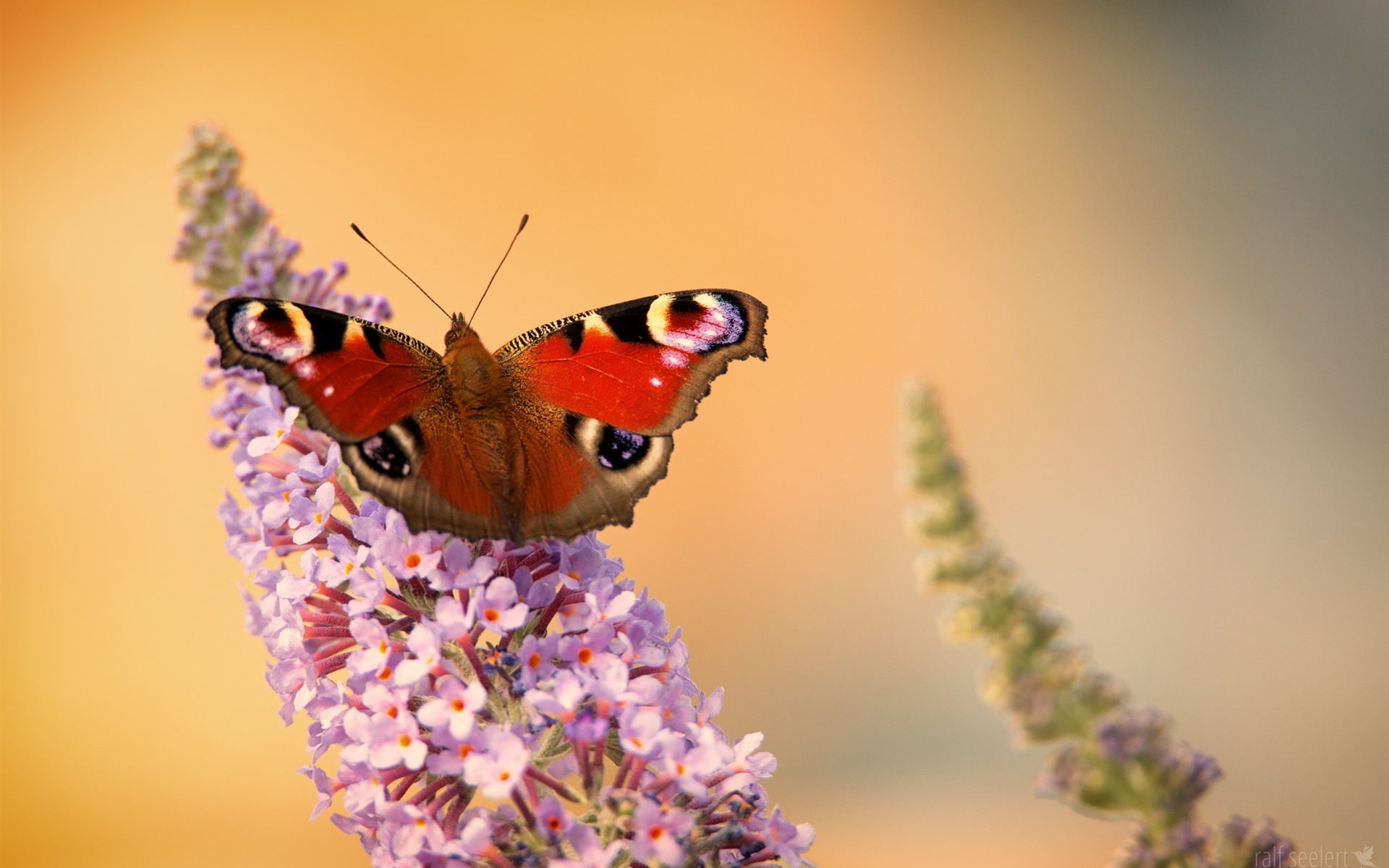 Wallpaper Butterfly, Little Pink Flowers, Spring - Wallpaper - HD Wallpaper 