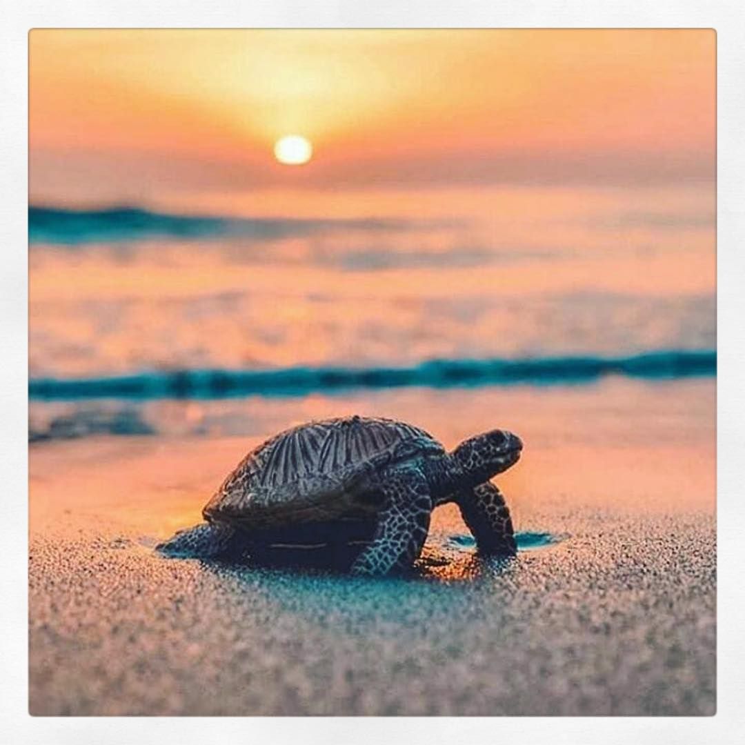 Sea Turtle With Sunset 1080x1080 Wallpaper Teahub Io