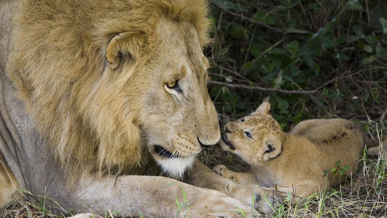 photo-of-a-mother-or-father-lion-with-his-young-mother-father
