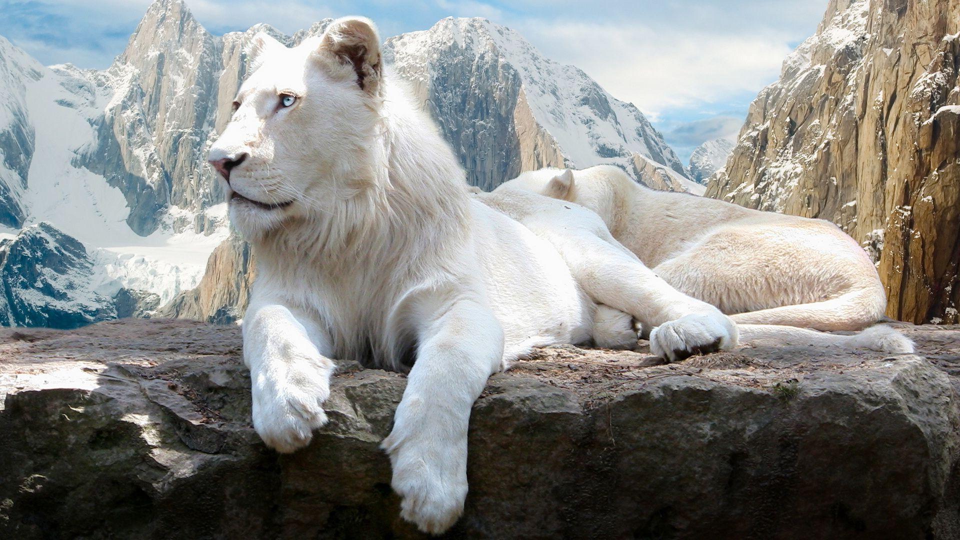 national geographic white lions