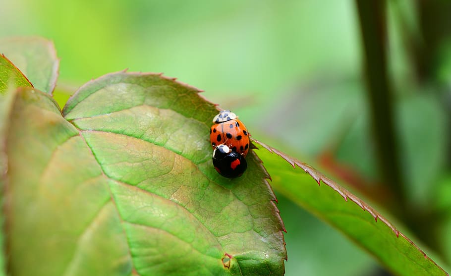 Harlequin, Copulation, Mating, Ladybird, Harmonia Axyridis, - Ladybird Beetle - HD Wallpaper 