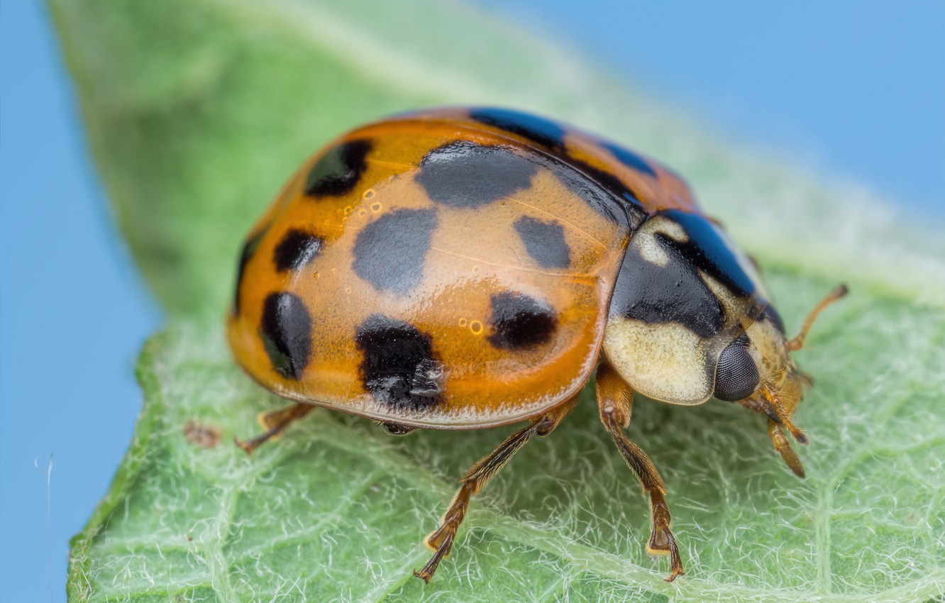 Photo Wallpaper Ladybug, Insect, Ladybird-harlequin - Арлекин Божья Коровка - HD Wallpaper 