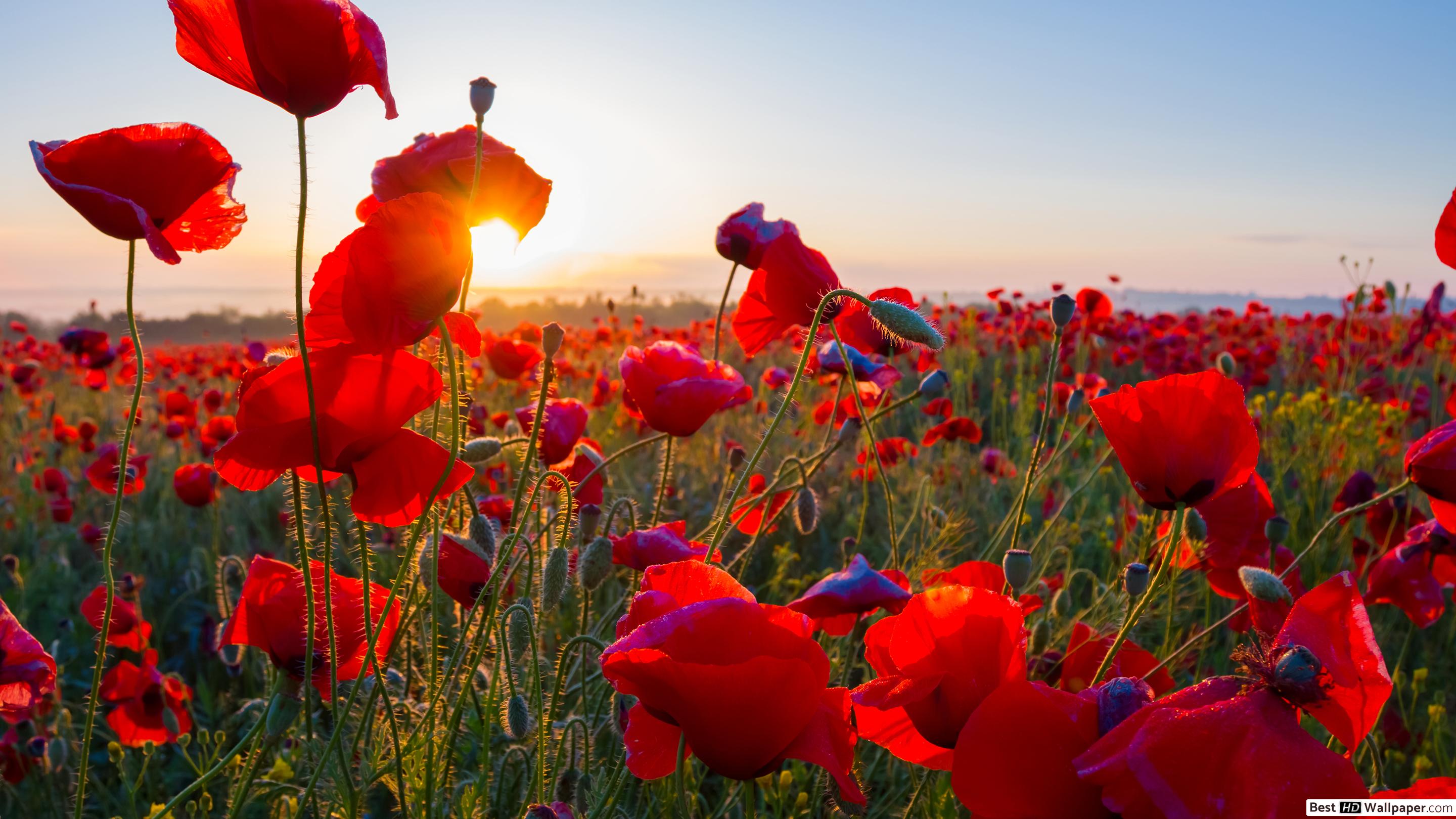 Poppy Field - 2880x1620 Wallpaper - teahub.io