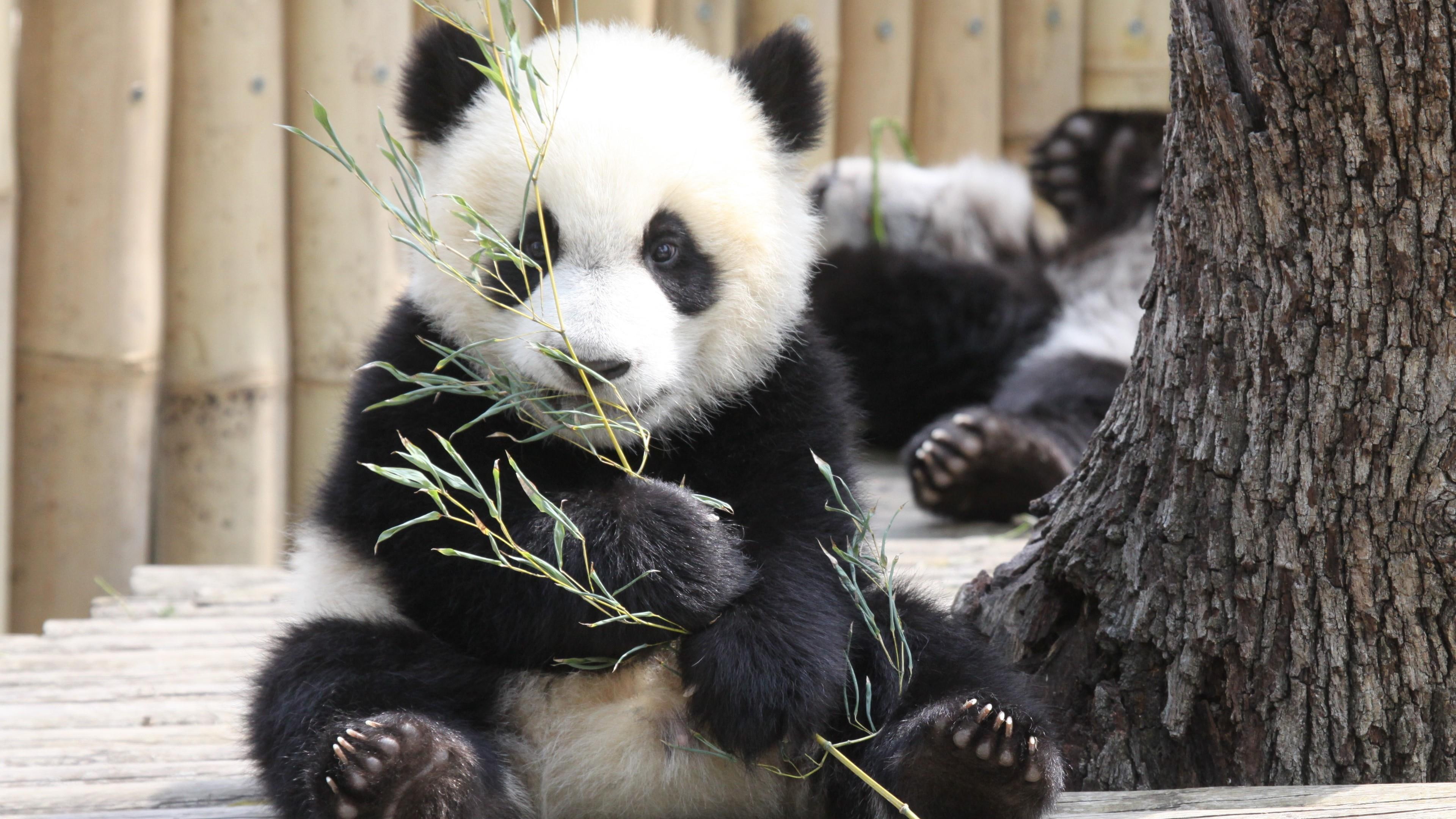 Baby Panda Wallpapers - Photos