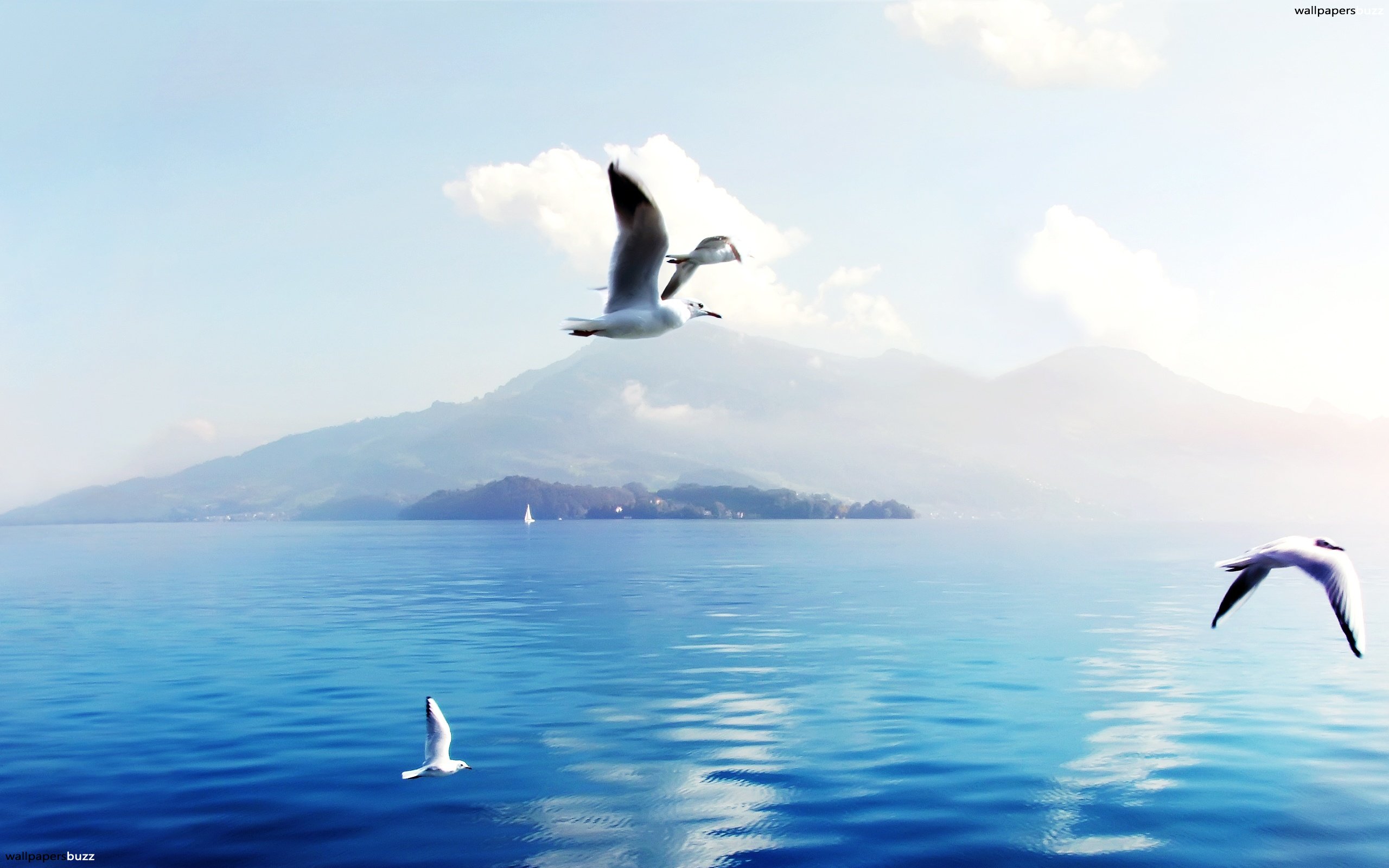 Seagulls Over The Sea 2560x1600 Wallpaper Teahub Io