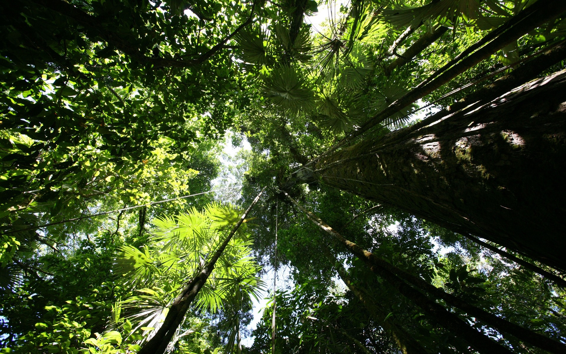 Beautiful Rainforest Wallpaper Rainforest Wallpaper - Up View - Wallpaper - teahub.io