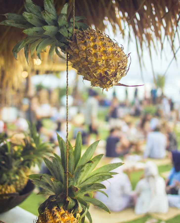 Pineapple Field - HD Wallpaper 