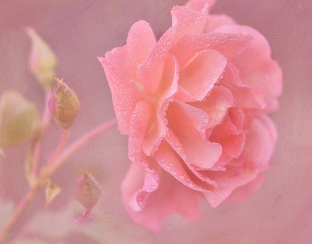 Pink Rose, Water Drops, Twig, Unripe - HD Wallpaper 