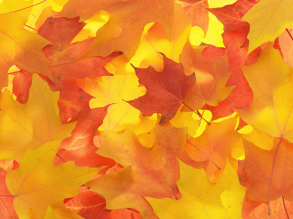Fall Leaves Background - HD Wallpaper 