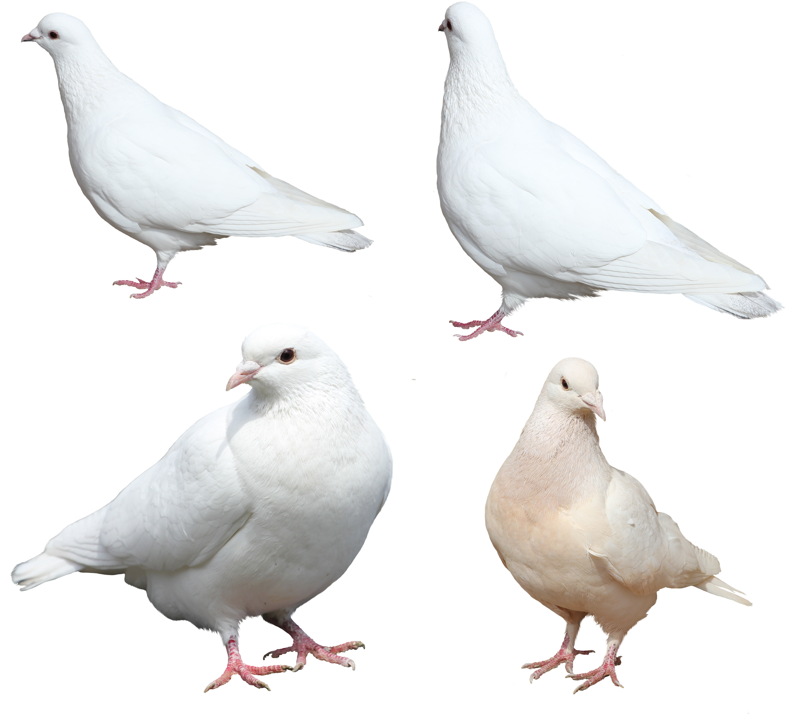 White Dove Kabootar Pencil - Png White Pigeons - 2550x2311 Wallpaper -  