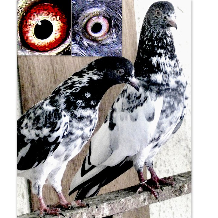 tippler pigeons eye sign