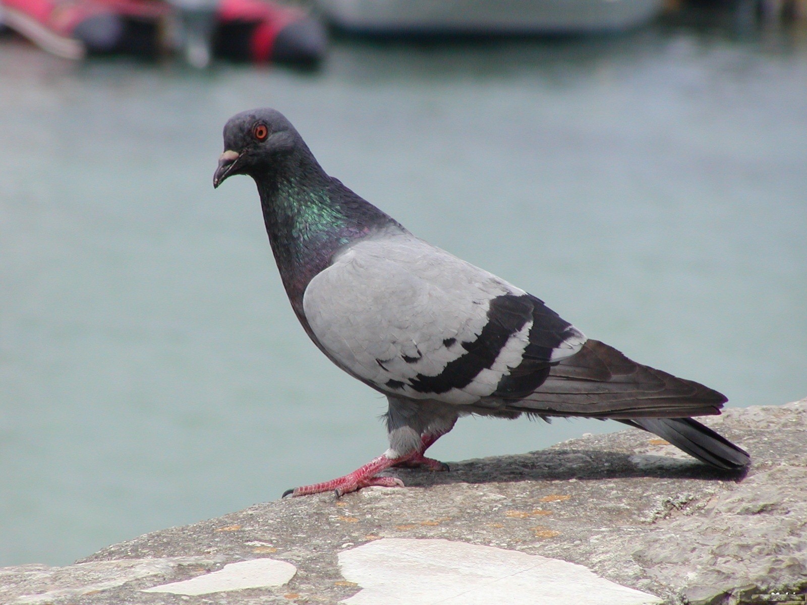 Homing Pigeon Sitting On Wall Hd Images Of Pigeon 1600x1200 Wallpaper Teahub Io