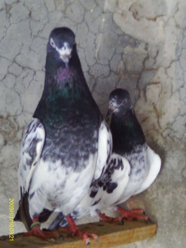 Rampuri Pigeon - HD Wallpaper 