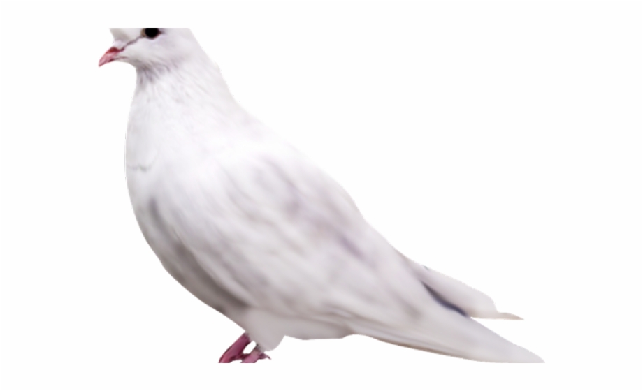 Pigeon Png Transparent Images Pigeon Png- - Columbidae - 920x560 Wallpaper  