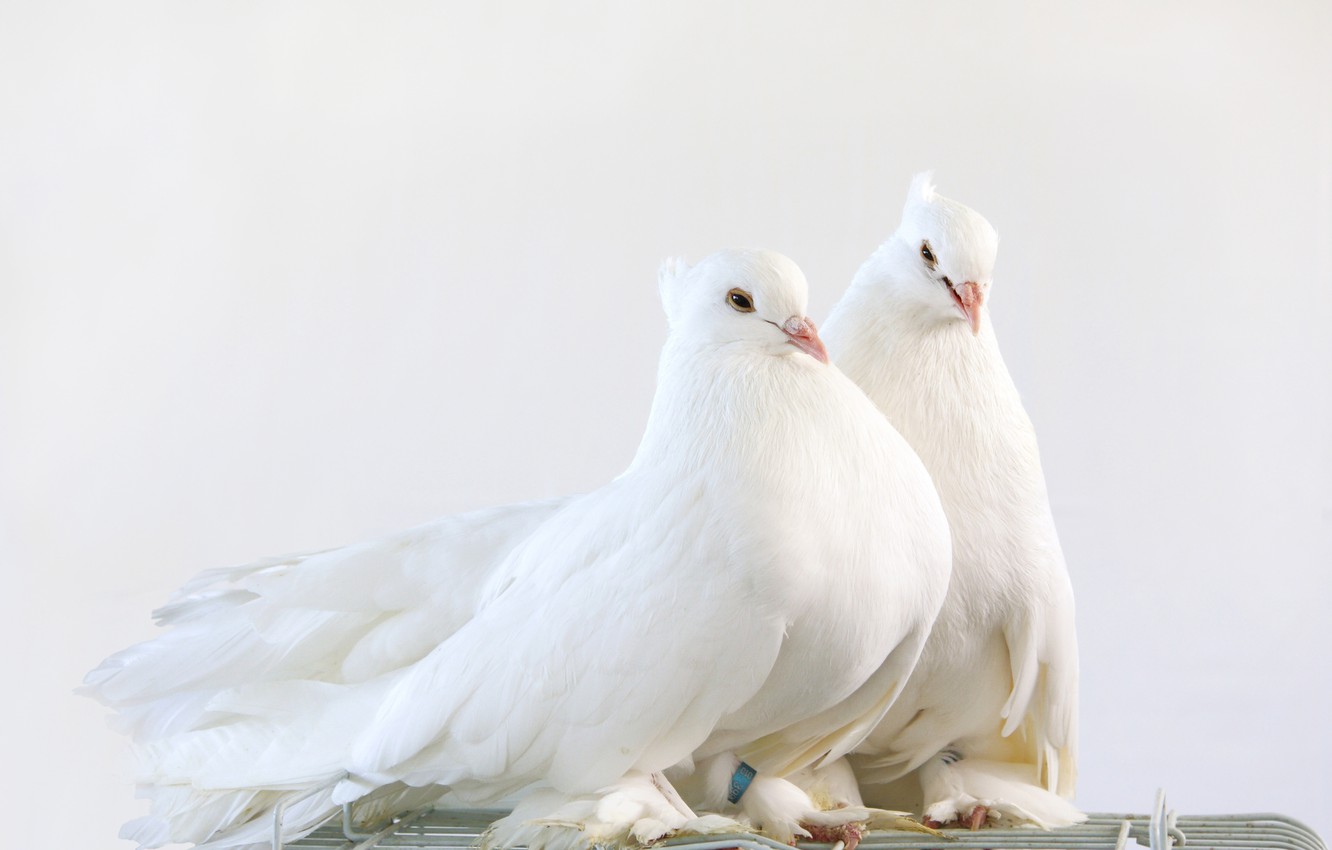 Photo Wallpaper White, Cute, Cute, Pigeon Pair, Pigeon - Cutest White Pigeon Pair - HD Wallpaper 