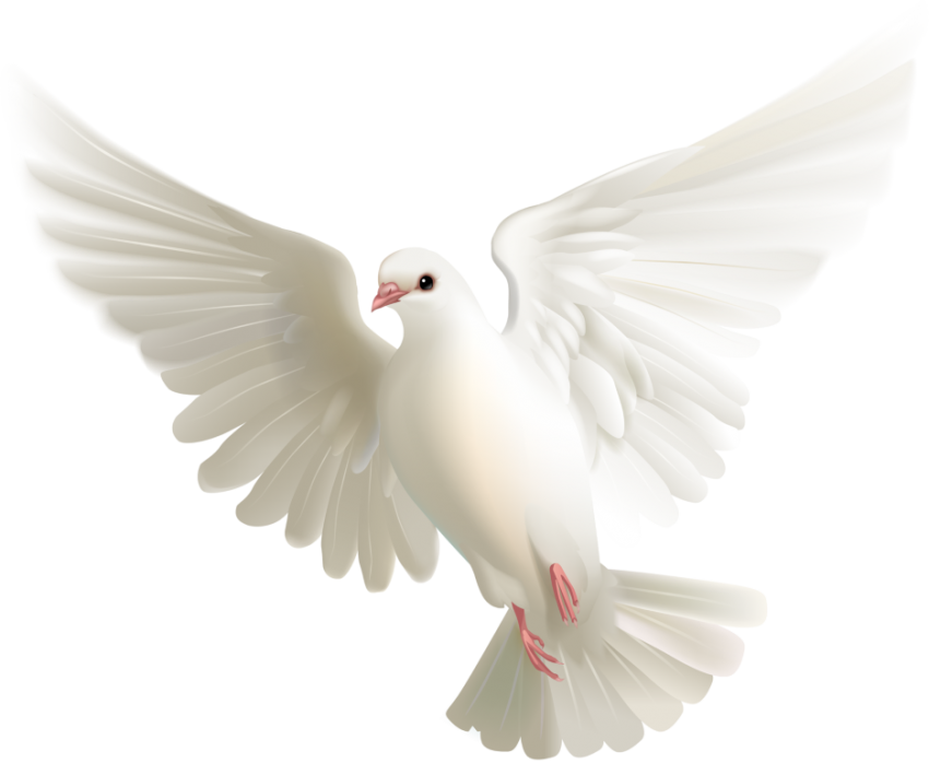 White Pigeon Png Transparent - Paloma Blanca En Png - 850x698 Wallpaper ...