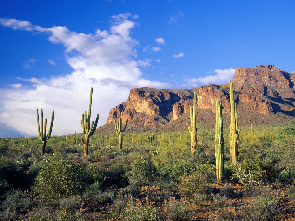 Arizona Mentioned, Swell With Cacti And Iced Tea - HD Wallpaper 