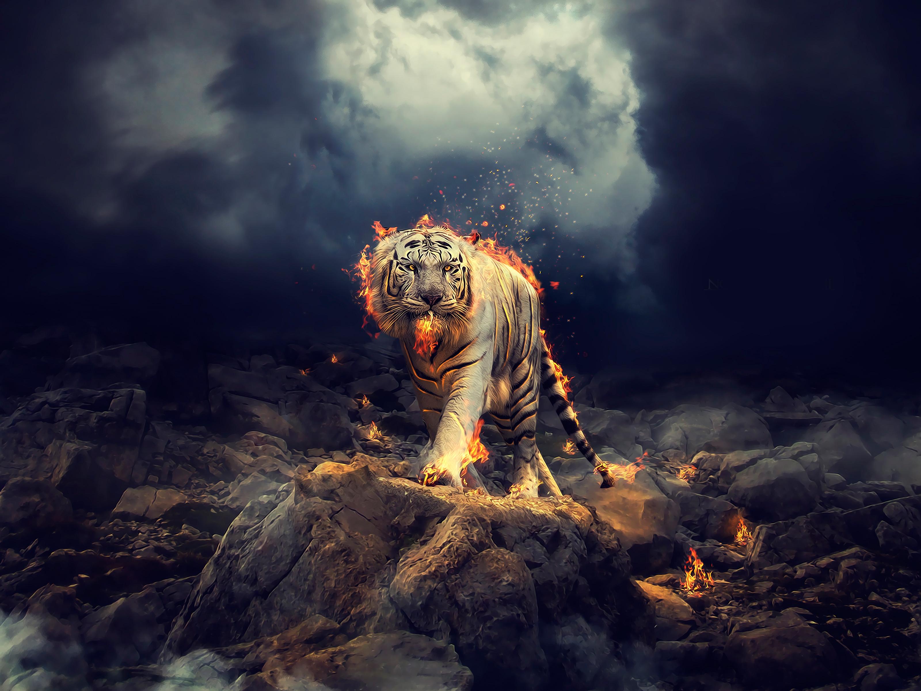 Photo Editor Wallpaper Hd - White Tiger - 3200x2400 Wallpaper 