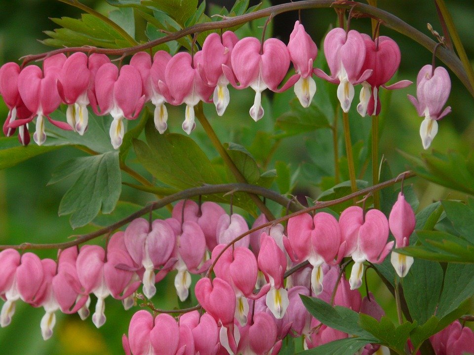 Floare Bleeding Hearts - 960x720 Wallpaper - teahub.io