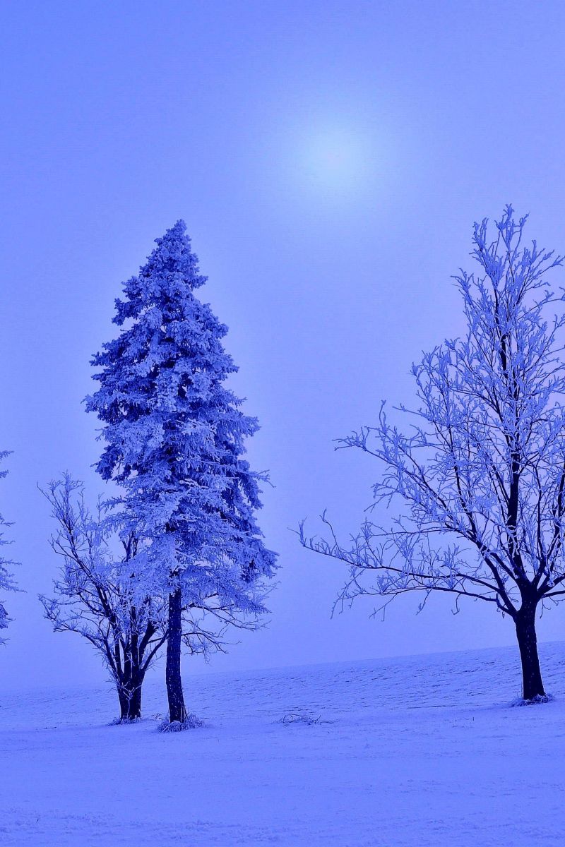 Winter Tree Landscape 2348 - Cypress Family - 800x1200 Wallpaper ...